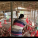 Livestock farmers in Denchukha struggle as feed runs out